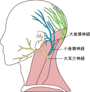 今治市【はり・きゅう】専門 | 玄鍼灸院頭痛(後頭部の痛み)